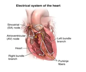 Diagram showing the SA node and electrical conduction system of the human heart