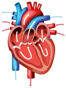 Illustration showing blood flow between the heart and lungs