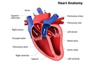 Human heart anatomy showing its chambers and valves